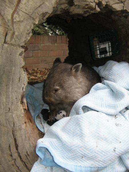 Wombat!!!