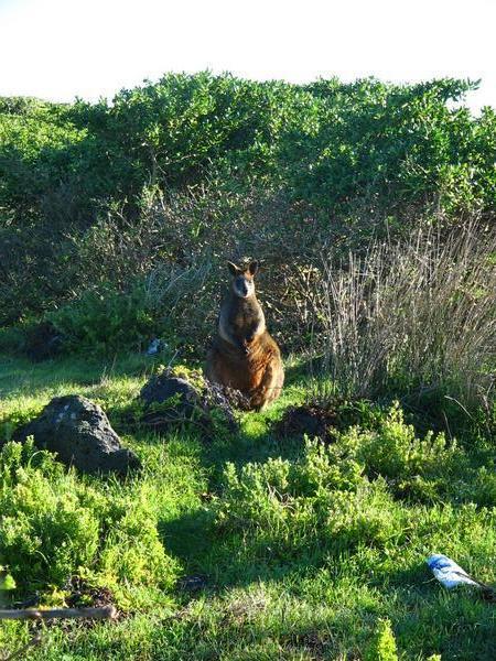 Wild Wallaby!!