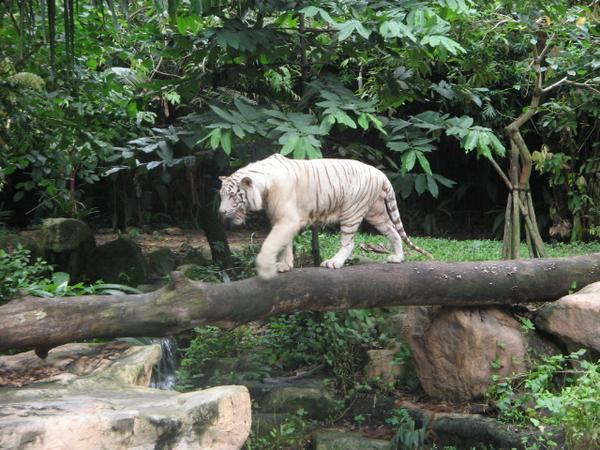The famous Singapore Zoo White Tigers