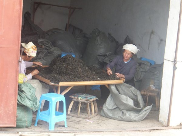 Bagging tea near Menghun
