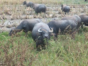 Water buffalo near Menghai