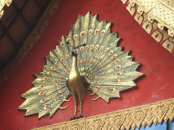 Golden peacock