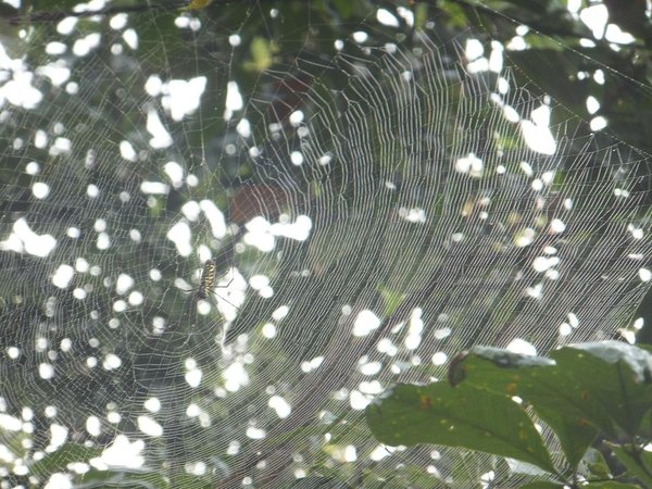 Spider on web in the woods