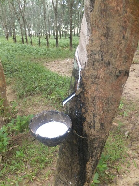 Sap collection in rubber tree forest