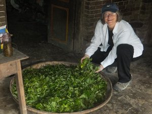 Ecstatic Karen with just-picked tea  ready to dry