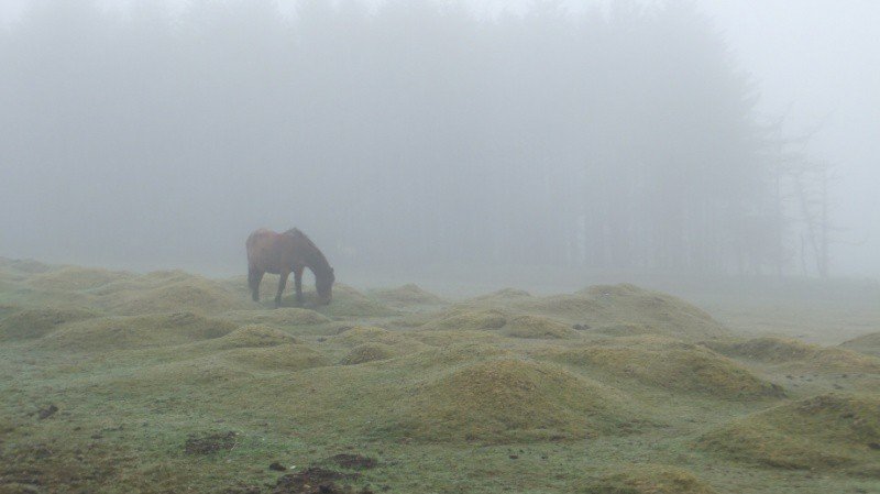Bodmin Moor morning mist