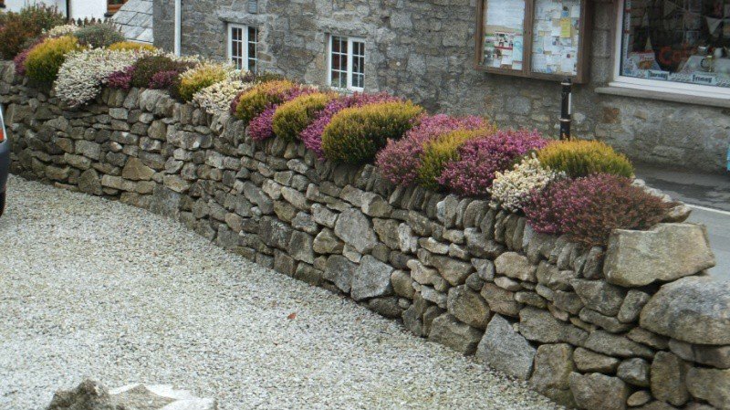 Heather on a stone wall