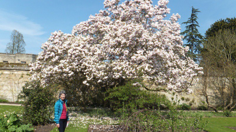 Kathy and magnolia tree at the Botanical Garden