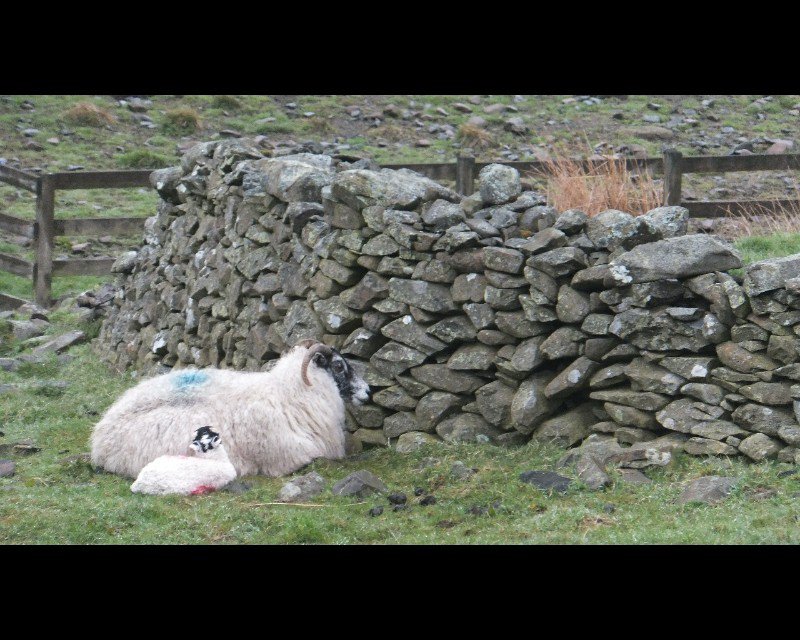 Ewe, lamb, and dry stone wall