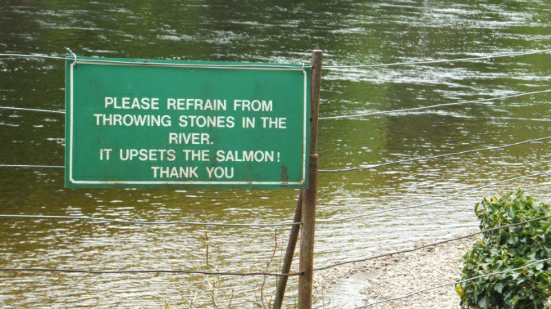 Protecting salmon along the River Tay