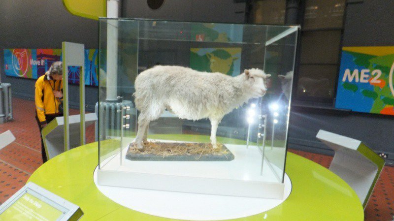 "Dolly" on display at the Scottish National museum, Edinburgh