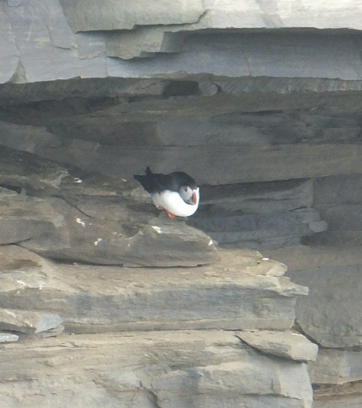 Puffin on cliffs south of Noup Head, Westray