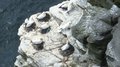Gannets nesting at Noup Head, Westray