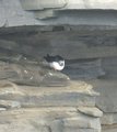 Puffin on cliffs south of Noup Head, Westray