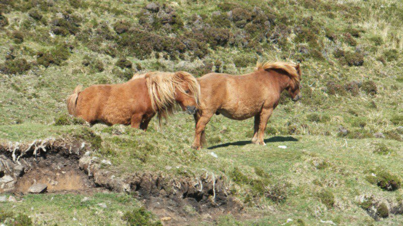 Ponies in the wind (South Harris)