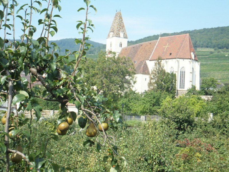 Large pears in the Wachau