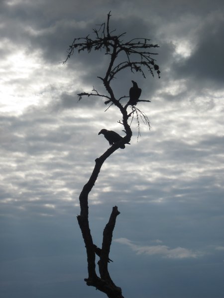 White-necked ravens