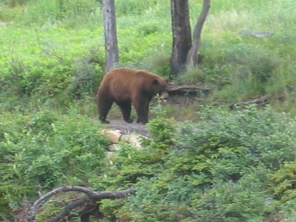 Black bear at Waterton Park
