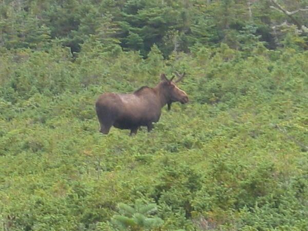 finally a moose!