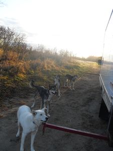 The dogs attatched to the van