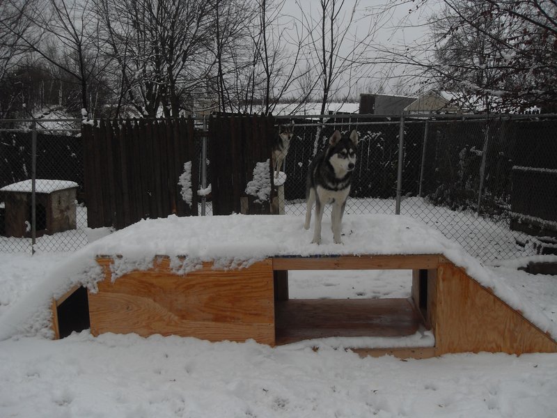 The New Dog House!