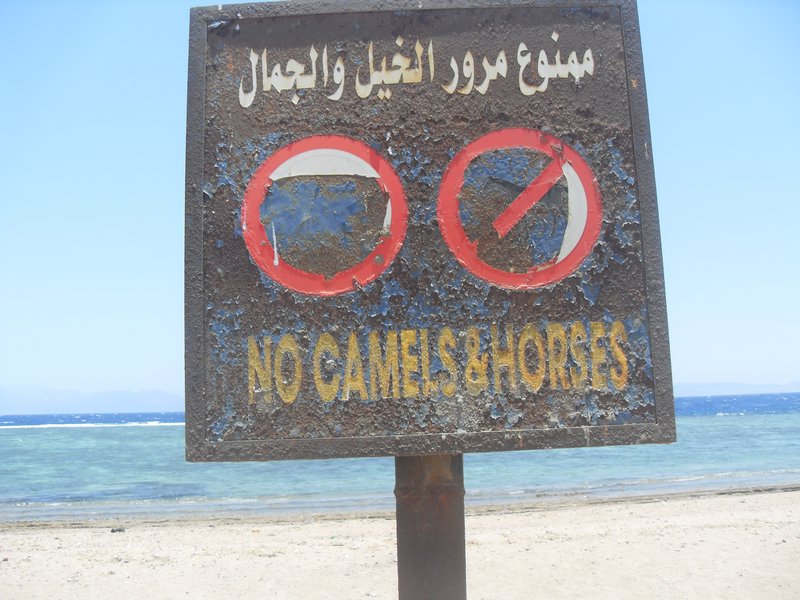 No Camels allowed on beach!