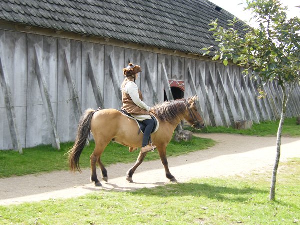 Rider - Pony Icelandic Breed