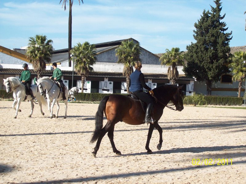 Horse training