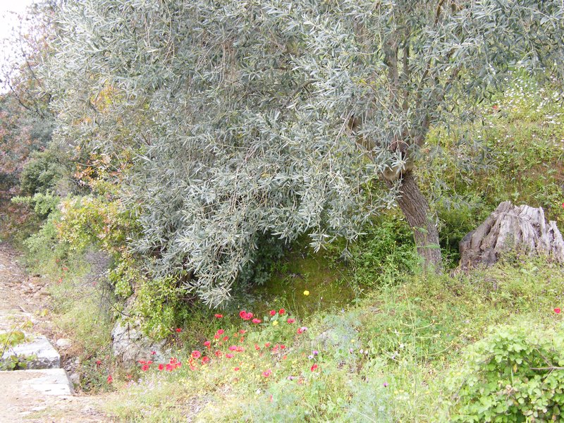 Olive tree and poppies