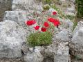 Poppies amongst the ruins