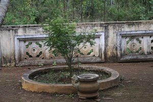 Tree donated by friend of Ms. Lan at Tomb of Huynh Thuc Khang on Thien An Mountain