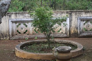 Tree donated by friend of Ms. Lan at Tomb of Huynh Thuc Khang on Thien An Mountain