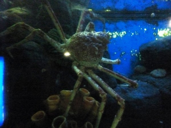 Crabe géant - vivant