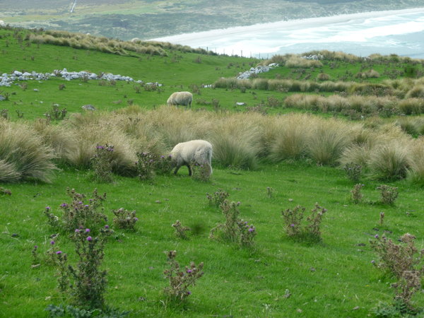 Un mouton à longue queue