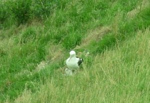 Une maman albatros et son petit