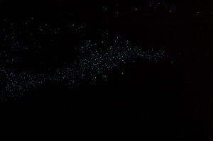 Les "glow worms"