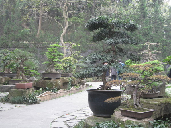 Bonsaïs au Wuhou garden