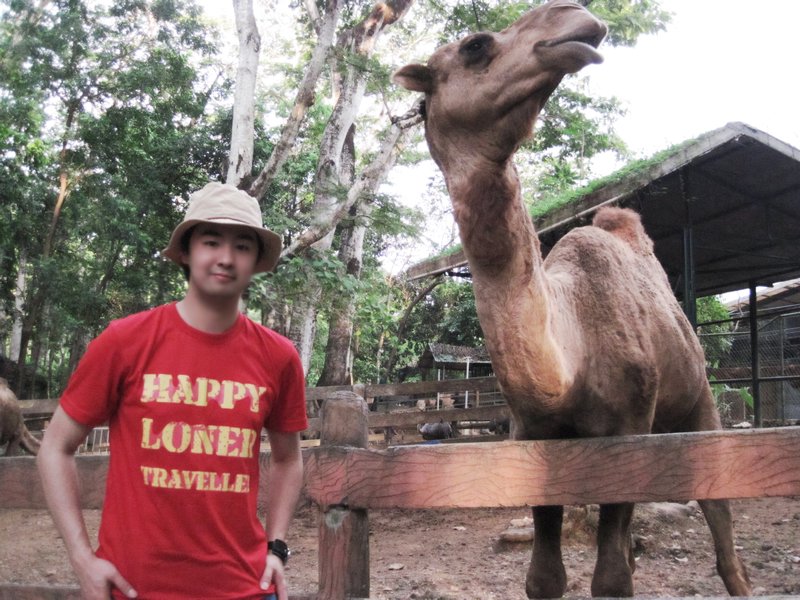 Happy Loner Traveller In Zoobic Safari