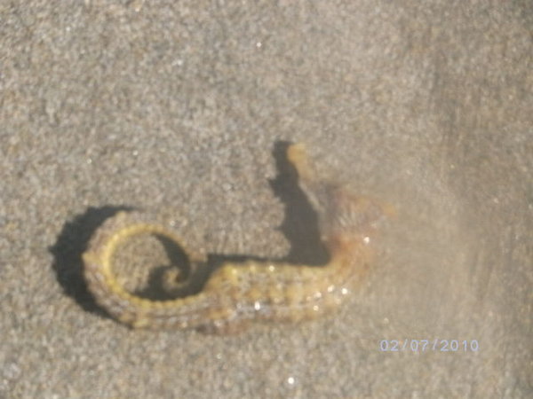 Stranded seahorse