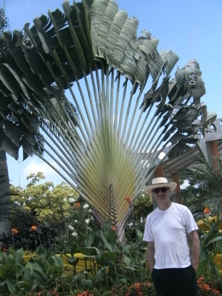 Fan palm in the park