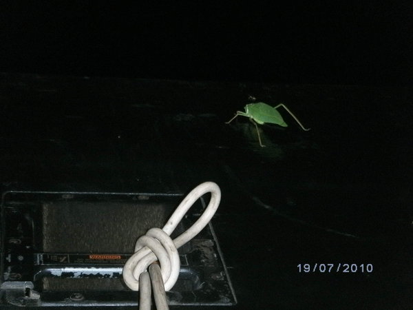 A leaf like bug was attracted by the lights