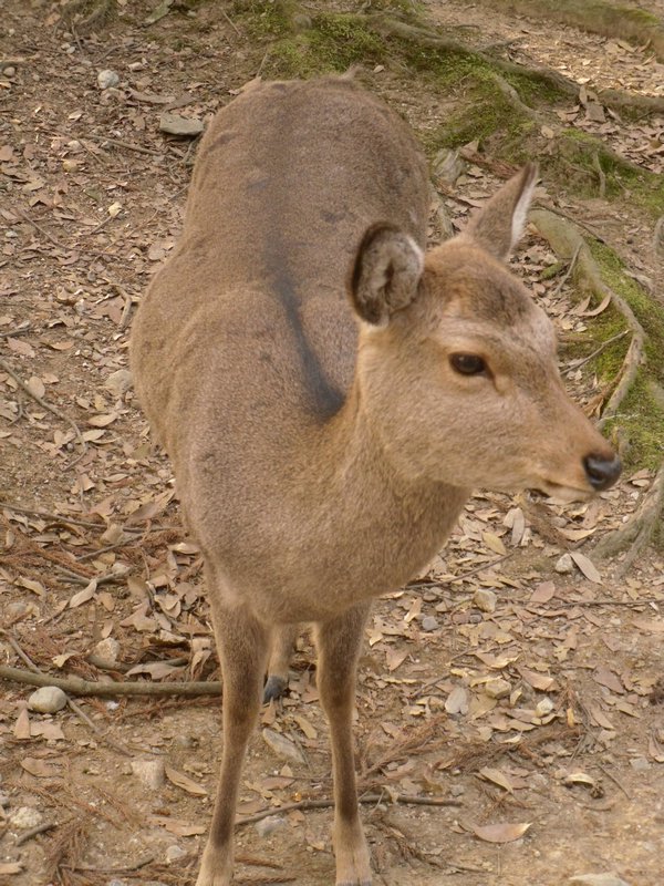 Pregnant Deer