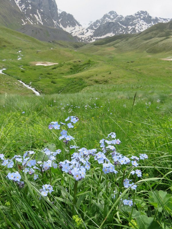 Alpine flowers, Juta valley