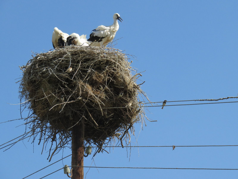 Nesting storks