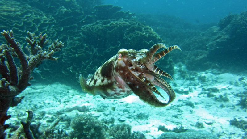 Sponge Cuttlefish