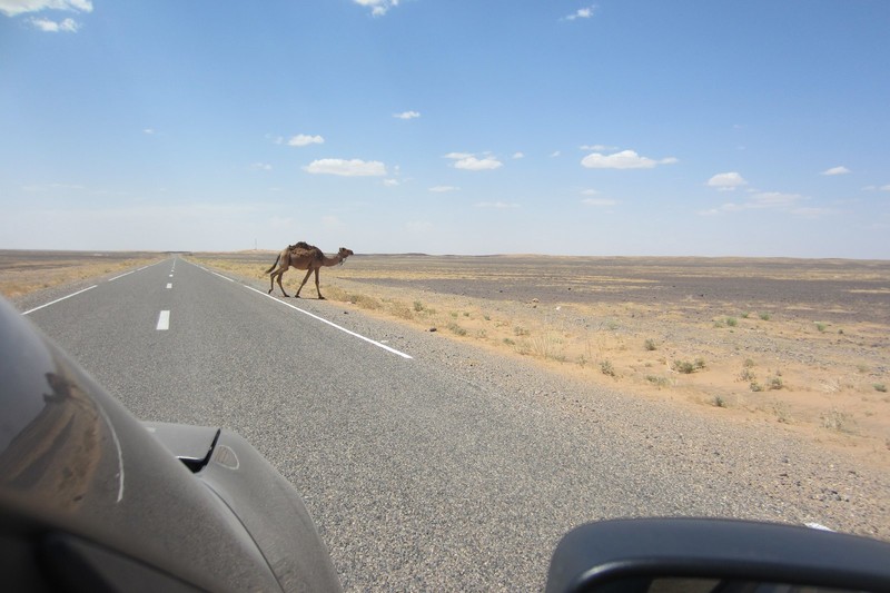 Watch out for camels on the road!