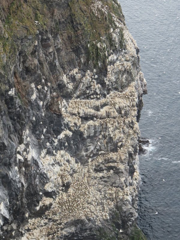 Gannet nesting cliff