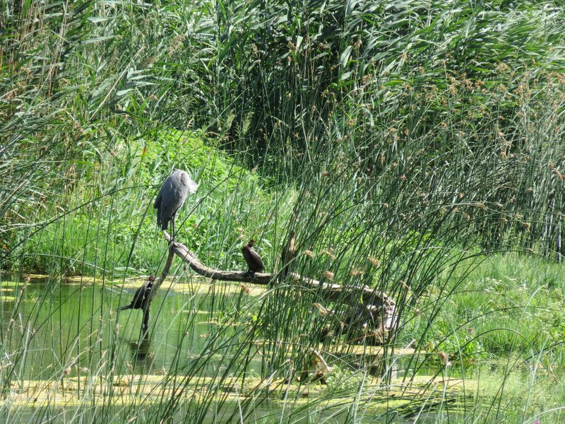 Grey heron and cormorants at Roski Slap