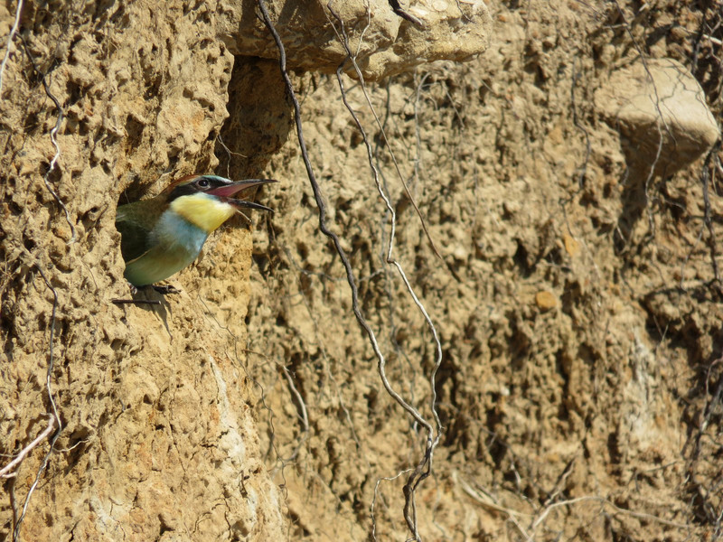 Baby bee-eater