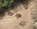 Lion footprints